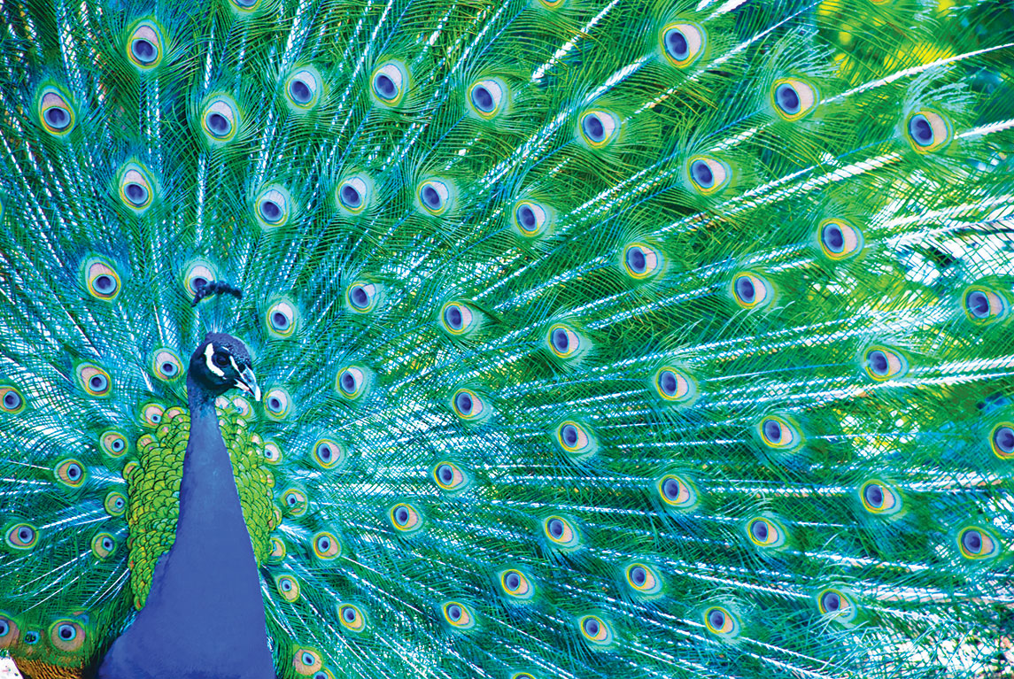 Strut your stuff in green and blue. Sea Glass by Polished will dazzle visitors.