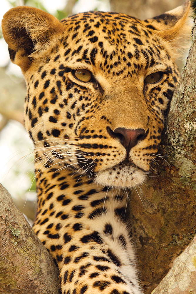 Be Fearless. See Whiskey Sour in our Glitz Collection.